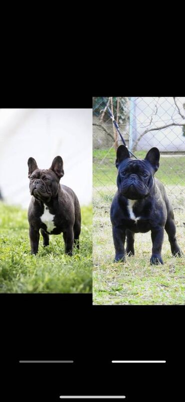 Psi: Odgajivačnica francuskih buldoga “THE BEST EDITION” predstavlja na lalafo.rs — 9 Psi: Odgajivačnica francuskih buldoga “THE BEST EDITION” predstavlja — 9