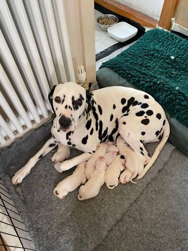 Dalmatians Puppies All babies will also leave with a large puppy pack