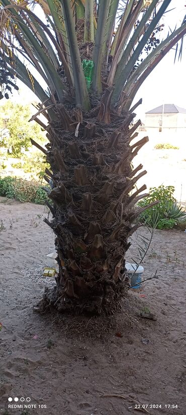 Palma: Salam Xurma ağaci satilir 30saman yasi var qiymeti 2000 fikiri cidi