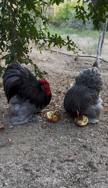 Inəklər, öküzlər: Toyuq, Damazlıq, Ünvandan götürmə