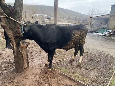 Коровы, быки: Продаю | Бык (самец) | На откорм — 10