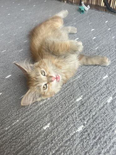 котята в бишкеке: 3 месяца, Мальчик