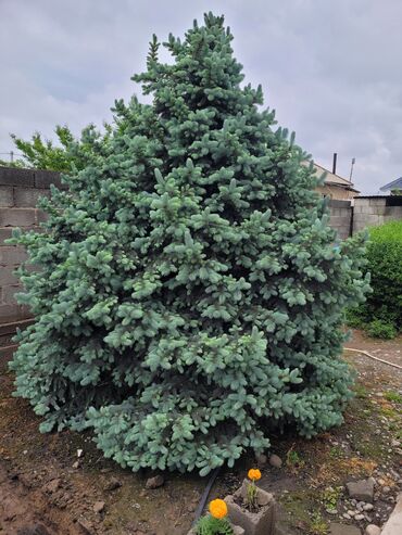 тай бишкек: Продаю тяньшанская ель.3.5 метра В Бишкеке