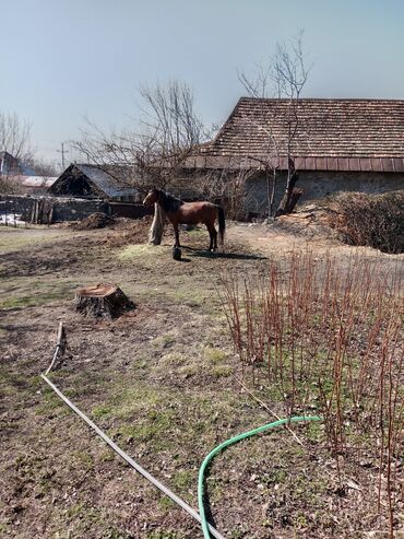 Atlar: Tam temiz heyvandir birinci nalı özüm vurdurmusam xırda yorqasida var