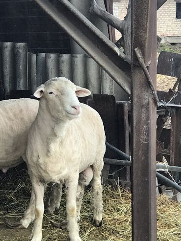 меринос овцы: Продаю | Баран (самец) | Меринос | Для разведения, Для шерсти | Племенные, Осеменитель