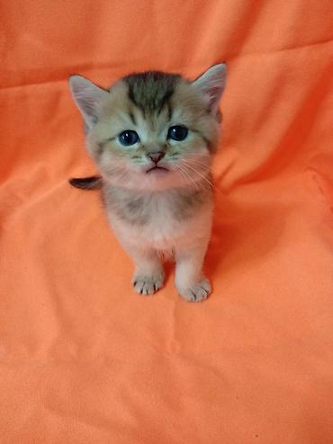 котята персидские: 🐾 ЗОЛОТЫЕ ШОТЛАНДСКИЕ КОТЯТА В ПРОДАЖЕ 🐾 Предлагаются к продаже — 6