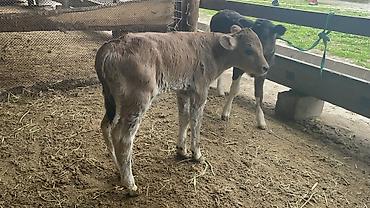 Коровы, быки: Продаю | Бык (самец), Тёлка | Для разведения — 3