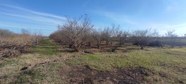 Torpaq sahələrinin satışı: 93 sot, Kənd təsərrüfatı — 17