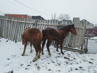 жаныбарлар: Сатам | Бээ (ургаачы) | Союуга, Көбөйтүү үчүн