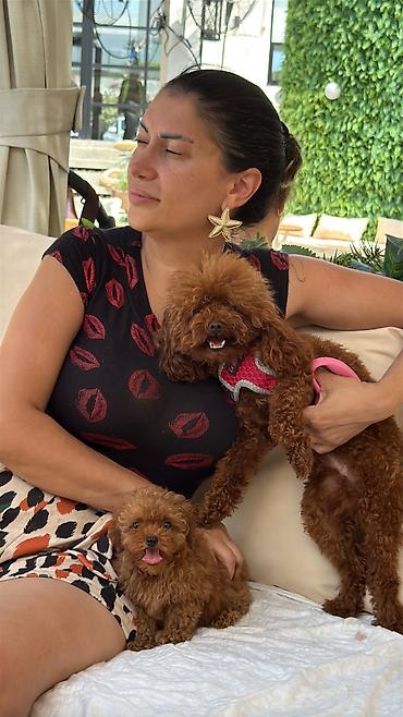 minyatür poodle: Pudel, 3 ay, Dişi, Peyvəndli, Ödənişli çatdırılma — 8