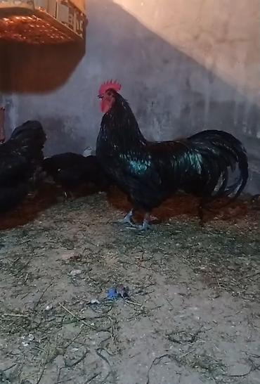 xoruz otu: Xoruz, il: 1, Ödənişli çatdırılma — 3