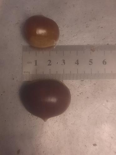 ət məhsullari: 2.5 sm - 3.5 sm ölçülərində iri dənəli şabalıd. Bakı şəhəri çatdırılma — 1