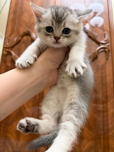 Pişiklər: Tabbi, Erkək, Yaxşı əllərə, Ünvandan götürmə — 1