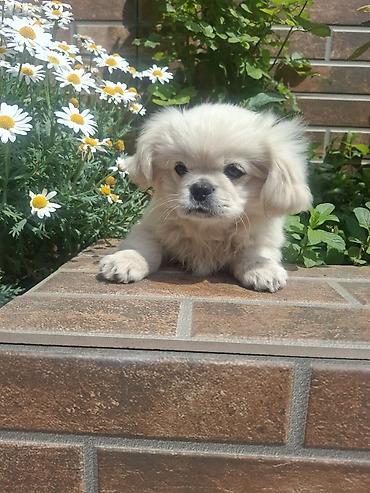 İtlər: Pekines, 3 ay, Erkek, Peyvəndli, Pulsuz çatdırılma — 5