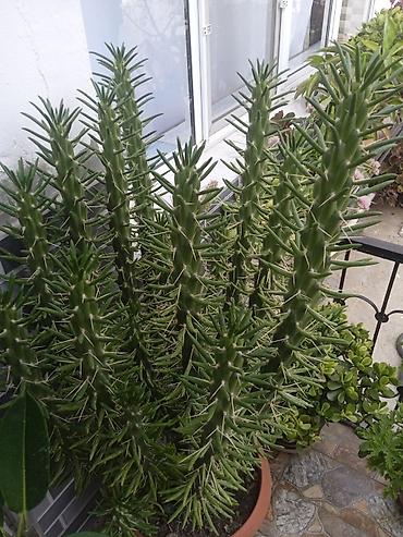 meyve agaci: Bitkilər – Euphorbia trigona (Afrika südlü ağacı tipli sukkulent) evde — 1