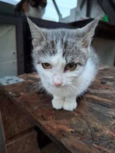 Mačke: Sivobela lepotica traži dom pre zime - Bresplatno U okolini Loznice — 9