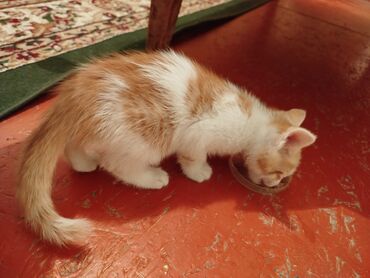Отдам даром кошку: Кошка даром: Беспородная, 2 месяца, Мальчик, Приучена к лотку