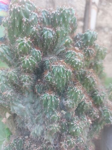Ağaclar: Kaktus (Echinopsis/Trichocereus tipli çoxbudaqlı kol forması) -