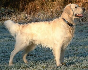 coban itləri: Labrador-retriver, 2 il, Dişi, Sənədli, Ünvandan götürmə, Ödənişli çatdırılma, Rayonlara çatdırılma