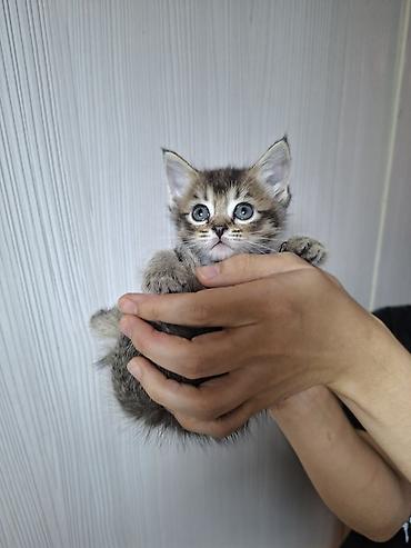 сямская кошка: Котёнок тигрового окраса - Полосатый котёнок с пушистой шерсткой и — 2