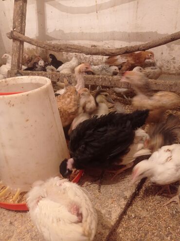 приют для животных в баку адрес: 1-cüt boynu yolug beceler satılır tam sağlam veayalı