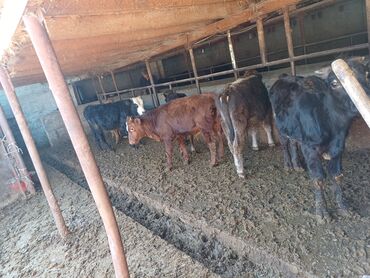 корова дойный: Сатам | Музоо | Бордоп семиртүү үчүн