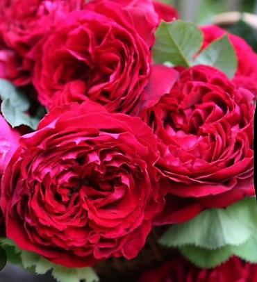 Роза: Саженцы — 4