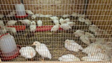 бролер петух: Продаю | Цыплята | Хай-Лайн Соня Грей | Несушки