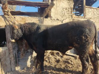 хомяк домашний купить: Швиц бука сатылат Бир жаш сегиз ай