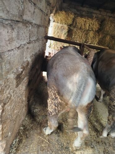 Inəklər, öküzlər: 6 baş dana satilir — 9