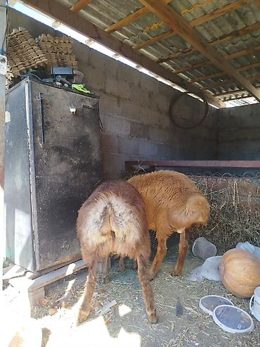 Продам с/х животных: Продаю | Баран (самец) | Полукровка | Для разведения | Осеменитель — 4