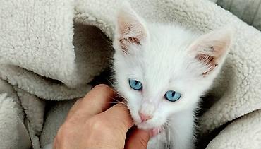 для котиков: Кошка даром: Беспородная, 3 месяца, Мальчик — 1