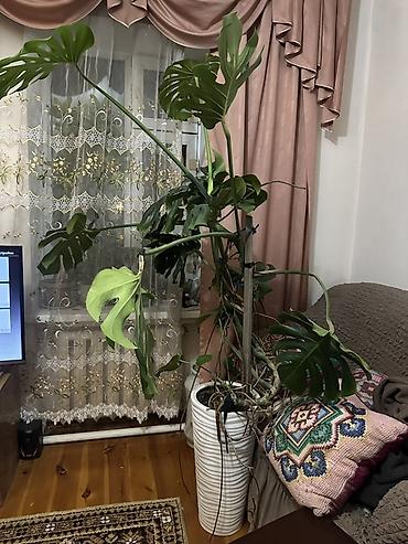 купить монстеру: Монстера деликатесная (Monstera deliciosa), крупный взрослый — 4