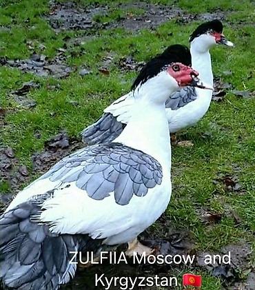 домашняя утка купить: Мускусные утки (индоутки), разные окрасы. - Порода/типы: венгерские — 8