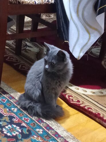 pişiy adlari: Шотландская длинношерстная, Самец, В добрые руки, Самовывоз