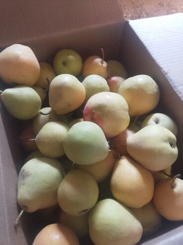 груша для дома: Груши