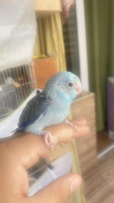 balaca pisik satisi: Mavi rəng çalarlarında çox sevimli balaca tutuquşu balası. Quşun — 4