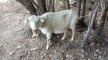 коозу кой: Продаю | Коза (самка) | Зааненская | Для разведения — 2