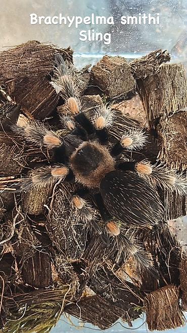 mal inək: Məhsul: Seçmə tarantula balaları (sling) Növlər: - Brachypelma vagans — 2