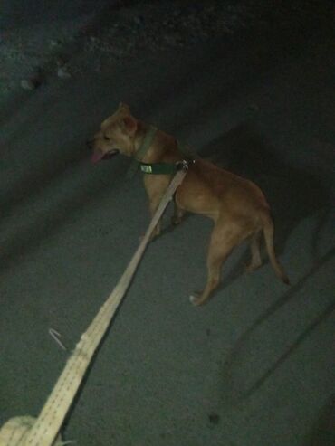 pitbullar: American treyler Disi pitbuldu 1 yas 7 ayliq