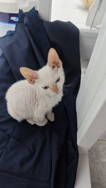 сиамская кошка: Милый котенок породы Девон-рекс с короткой вьющейся шерстью белого