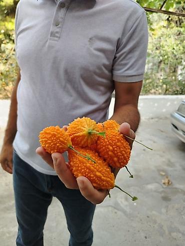 qrusa satisi: Acı xiyar (Momordika, “bitter melon”) – başqa cür Qüdrət narı meyvəsi — 3