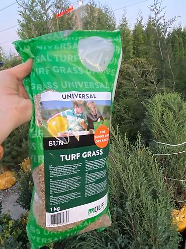 Газон: Газон газоны спорт низко рослый солнечный теневой универсальный — 4