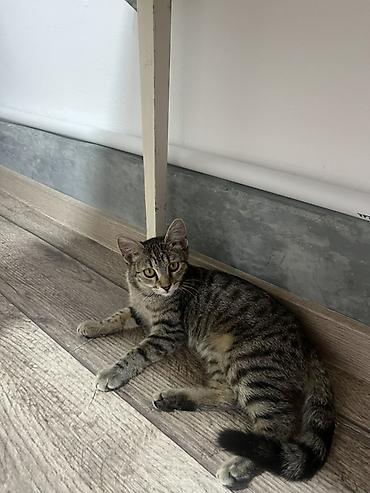 Отдам котёнка-девочку 6 месяцев в добрые руки 🐾❤️ Она игривая