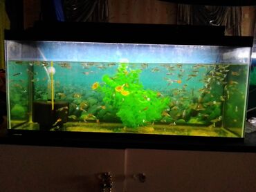 akvarium matoru: Akvarium Satılır 1-i balaca 1-i böyükdü. Böyük 150.AZN - Balaca