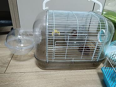 qefes satisi: Şəkildə gördüyünüz hamısı 60AZN Siçan/hamster üçün komplekt qəfəs — 6