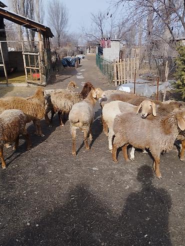 Баран, овца: Продаю | Ягненок | Арашан, Полукровка | Для разведения | Ярка — 5