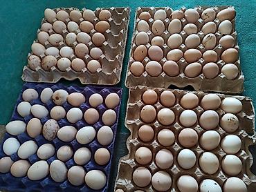 Yumurta: Kənd yumurtasi satilir. Unvan Novxani.Əsil təbi dərmansiz kənd — 2