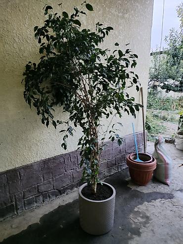 арка для сада: Комнатные крупномеры: фикусы в кадках - Варианты: - Фикус Бенджамина — 3