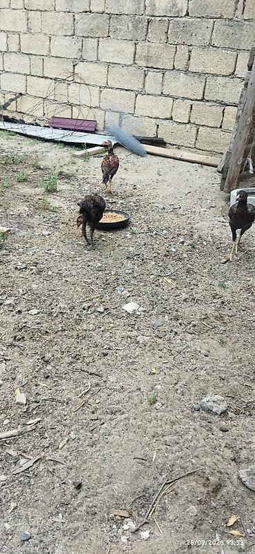 heyrati becesi: Ataları qaragöz cinsi anası türk yapon sintezi fərələr 30m40m becələr — 10